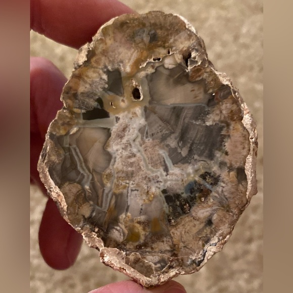 Petrified Wood Slice - Picture 4 of 10